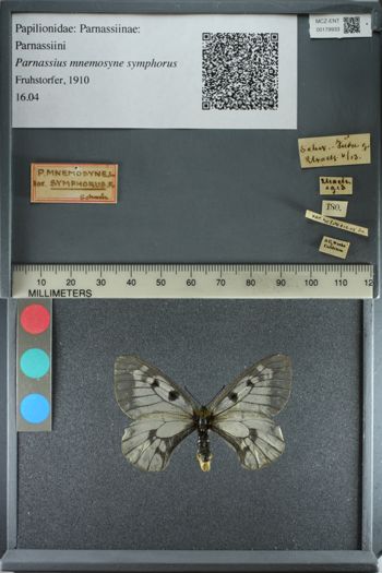 Media type: image;   Entomology 179933